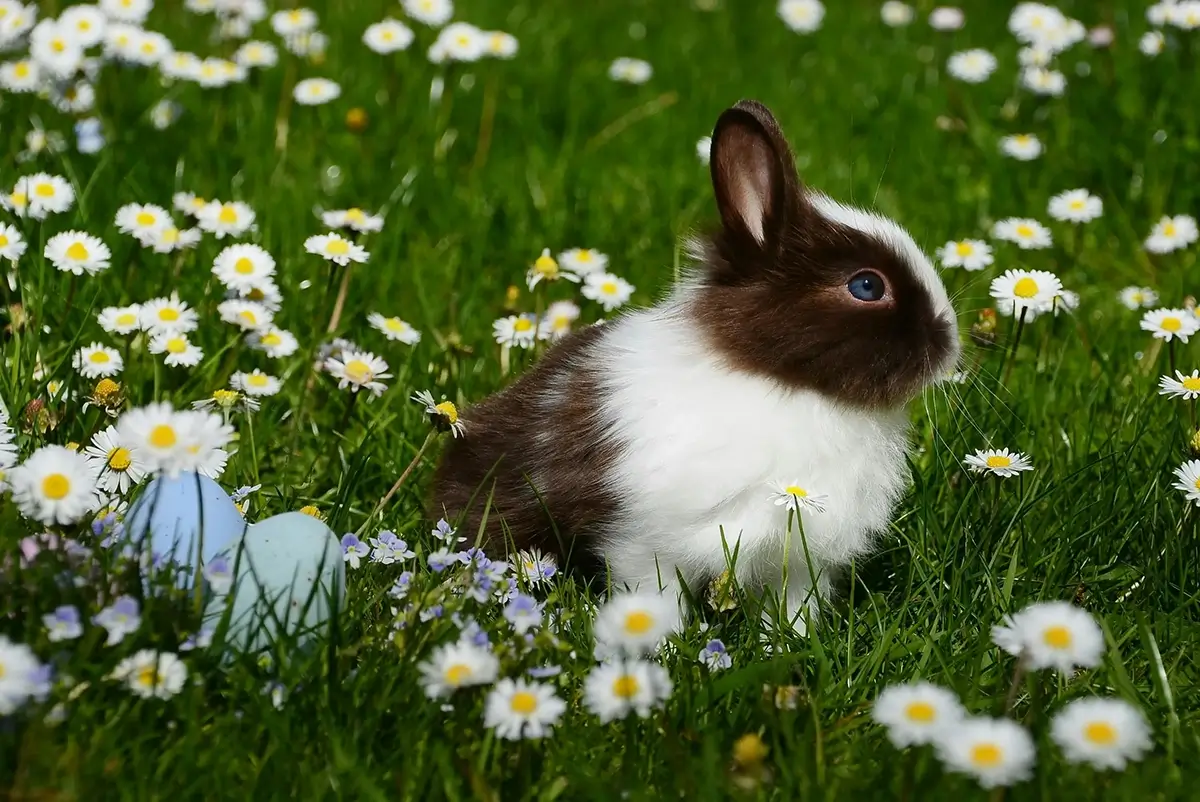 A rabbit in flowers