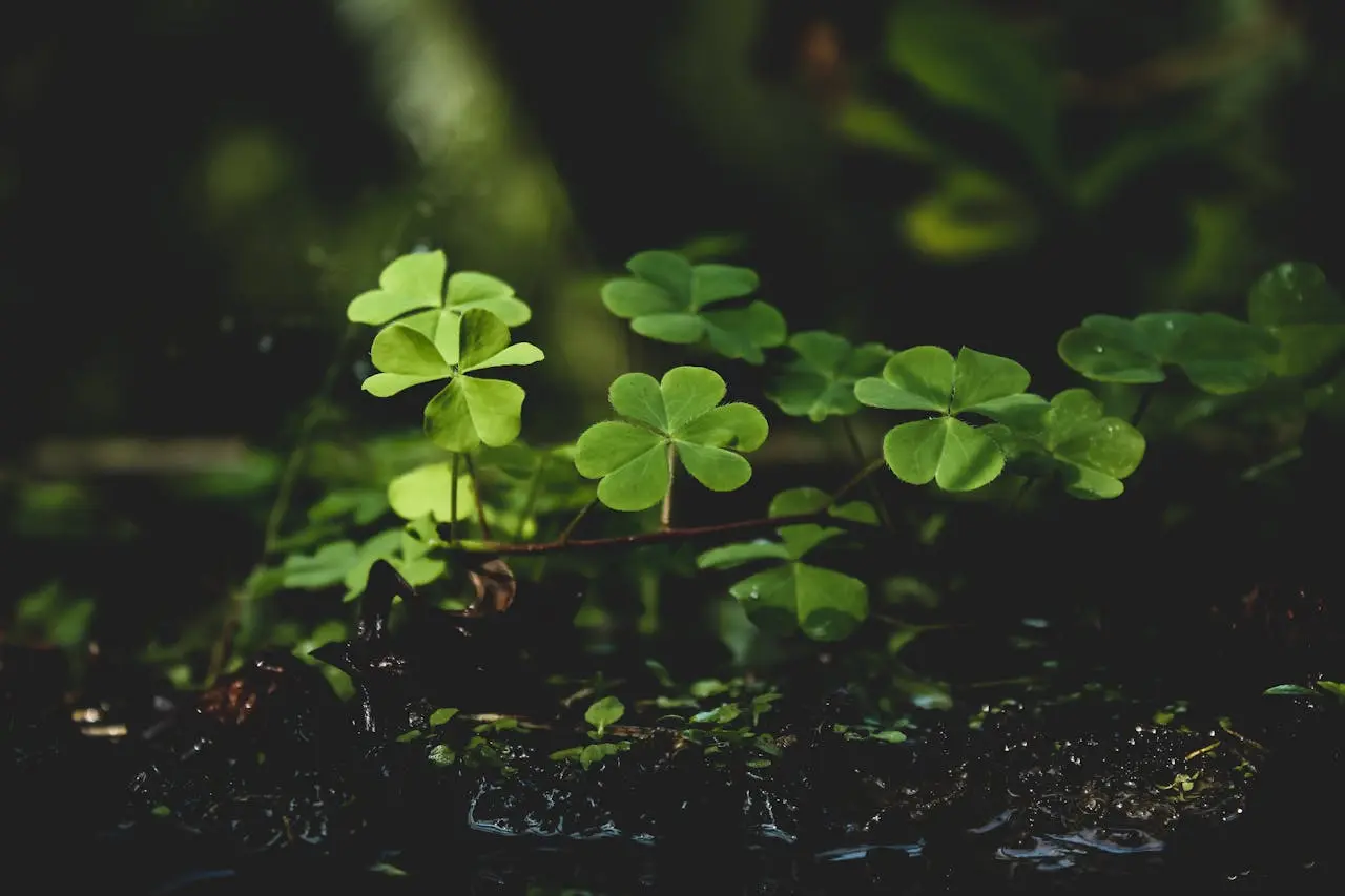 Four leaf clover